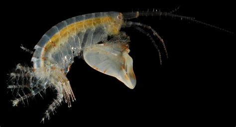 Tiny Crustaceans Claws Capable Of Fastest Repeatable Movements Ever