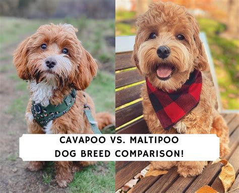 Cavapoo Vs Maltipoo Dog Breed Comparison 2022 We Love Doodles