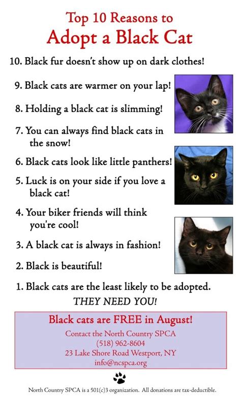 Top 10 Reasons To Adopt A Black Cat Black Dogs Are Statistically Also
