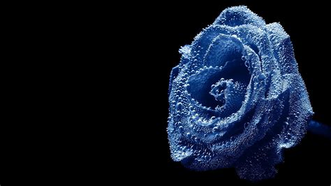 Image Detail For Blue Rose Hd Wallpaper Water Drops Over Beautiful