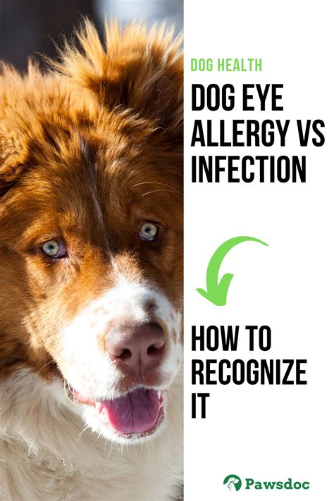 Shih Tzu Eye Infection Home Remedy Shih Tzu Dog