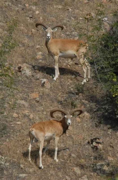 Anatolian Konya Sheep Kackar Hunting Safari