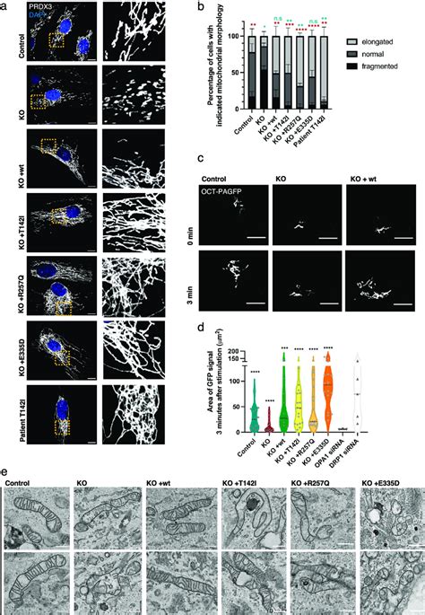 Mitochondrial Fragmentation In Slc A Knock Out Cells And Hyperfusion Download Scientific