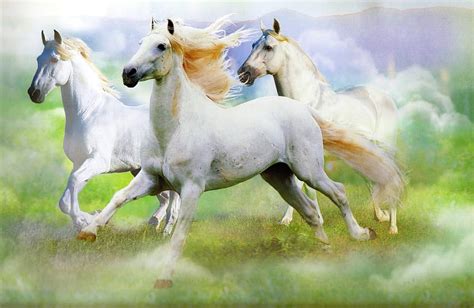Andalusian Stallions Andalusians Horses White Horses Stallions Hd
