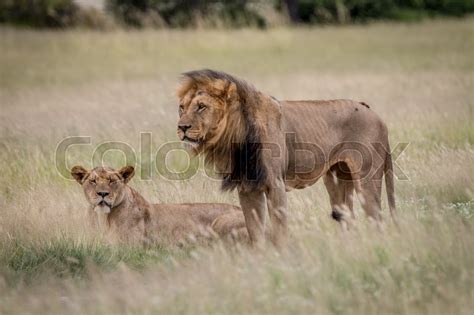 Lion Mating Couple In The High Grass In Stock Image Colourbox