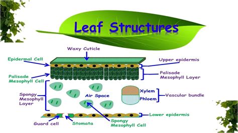 What Is The Structure And Function Of A Leaf