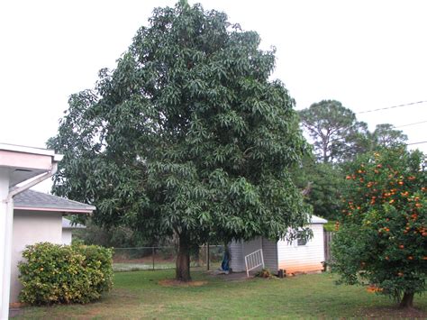 Find the perfect mango tree stock photos and editorial news pictures from getty images. Mango Tree does not produce fruit (University: university ...