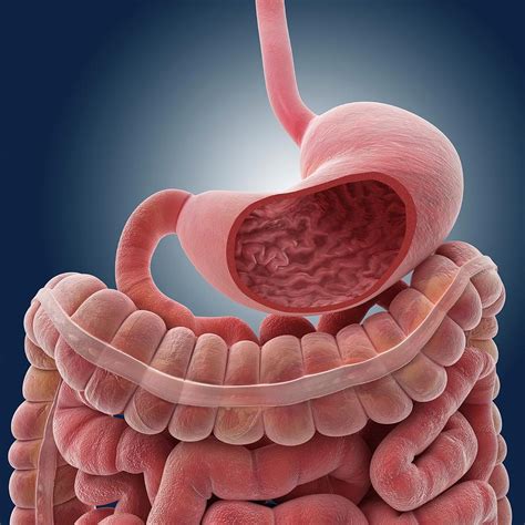 stomach and intestines photograph by springer medizin science photo library pixels