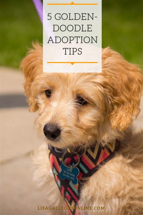 Top 4 best dog foods for goldendoodle puppies. Tips for Goldendoodle Adoption - whether you're looking to ...