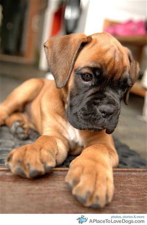 20 Cute American Boxer Dog Pictures You Will Love