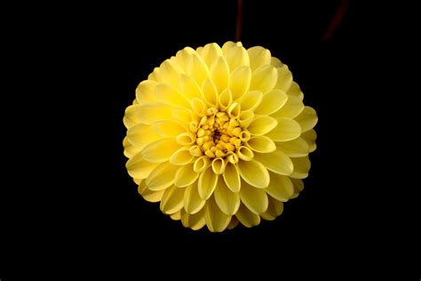 Flower Focus Golden Yellow Green Nature Yellow Yellow Flower Yellow Flowers 4k Wallpaper