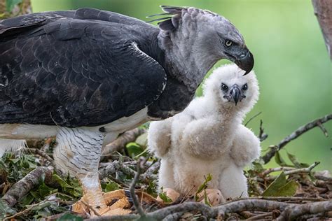 Harpy Eagle Wingspan Comparison