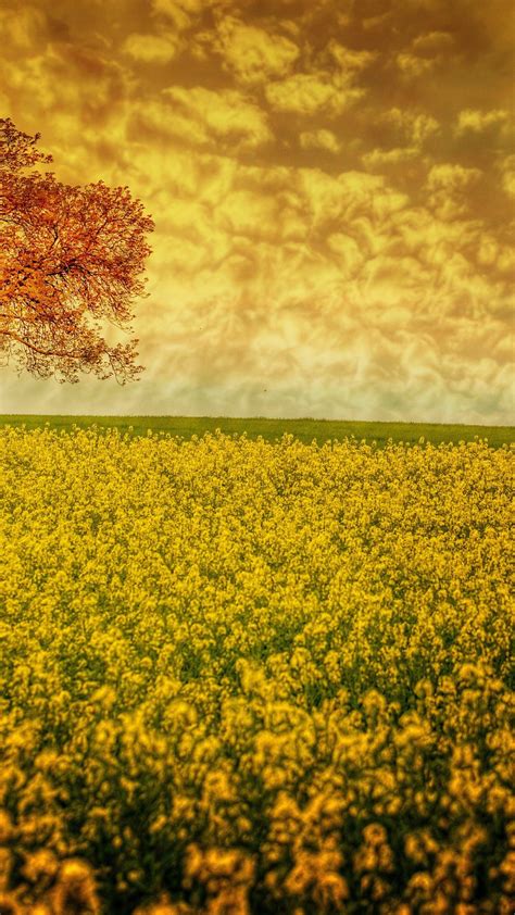Lonely Tree In The Middle Of A Yellow Rape Field 4k
