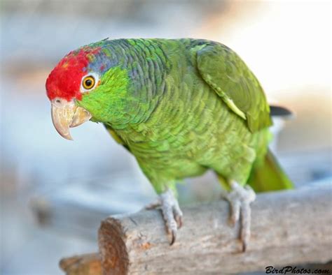 8 Best Mexican Red Headed Amazon Parrot Images On Pinterest Amazon