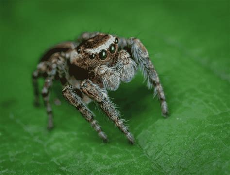 Top 10 Deadliest Spiders Animals Around The Globe