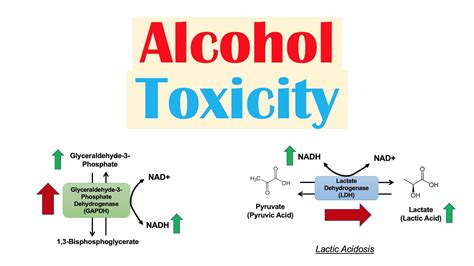 Alcohol Toxicity Toxic Effects Of Ethanol On Liver Metabolism