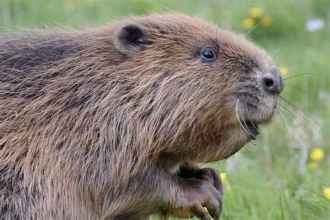 Beavers Set To Return To Northamptonshire For First Time In 400 Years