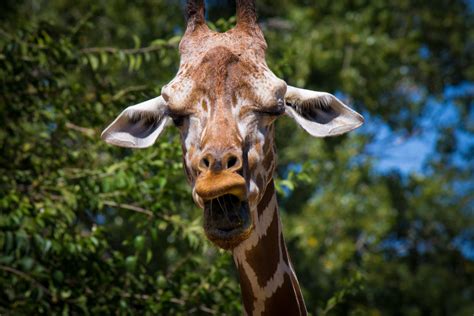 Free Images Animal Wildlife Zoo Mammal Fauna Long Neck Yawn