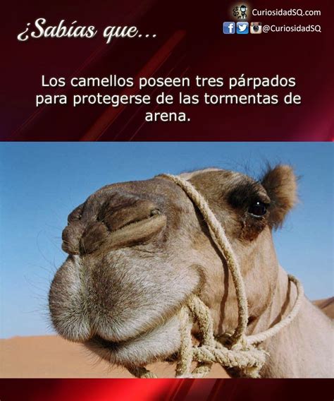 ¿sabías Que Los Camellos Poseen Tres Párpados Para Protegerse De Las