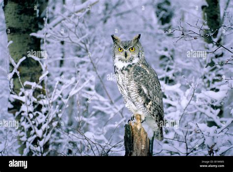 Adult Female Great Horned Owl Bubo Virginianus In A Snowy Aspen