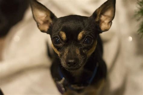 Caracteristicas ️ Chihuahua Cabeza De Venado