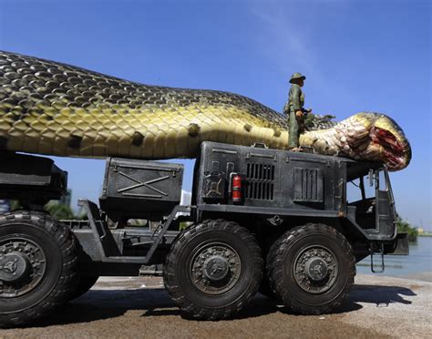 Was The Worlds Largest Snake Captured In The Amazon