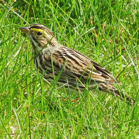 Stokes Birding Blog Savannah Sparrows Have Returned