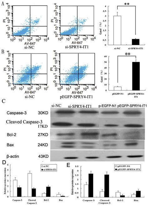 cell apoptosis assays by flow cytometry and western blotting a cells download scientific