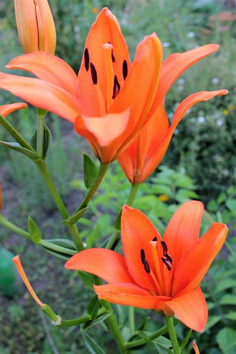 Orange Fire Lily Lilium Bulbiferum Ornamental Flowers In The Summer
