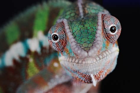 A Chameleons Colors Arent Just Beautiful Theyre