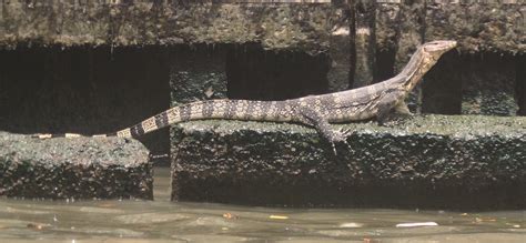 Cannundrums Water Monitor