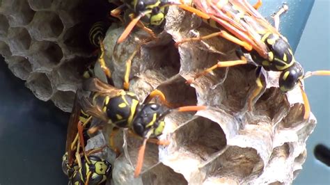 Yellow Jacket Wasp Nest 1 Hq Hd Youtube