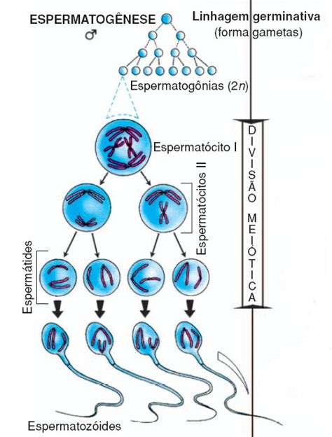 Espermatogênese Embriologia Humana Ufpe