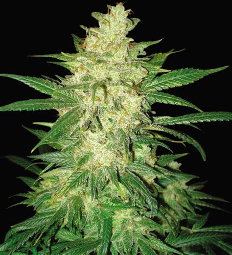 Colombian Gold Ryder Seeds