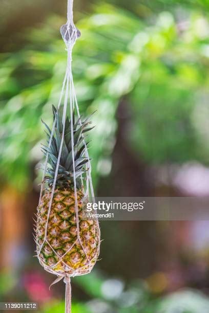 Pineapple Palm Tree Photos And Premium High Res Pictures Getty Images