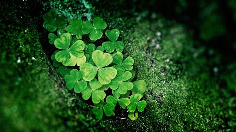 Clover Hd Wallpapers Backgrounds