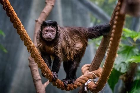 A capuchin monkey who plays captain barbossa's furry sidekick is subject to 30 days in quarantine, though the spokesperson said. Brown Capuchin Monkey aka Tufted Capuchin and Black-capped ...