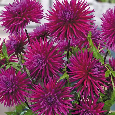 Dahlia Purple Gem Dahlia Purple Dahlia Garden Express