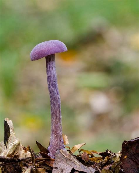 Top 7 Weirdest Mushrooms On The Planet Laptrinhx News