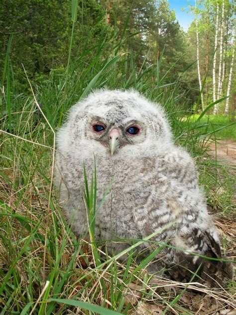 Tawny Owl Fledgeling Stock Image Image Of Avian Fearful 39223015