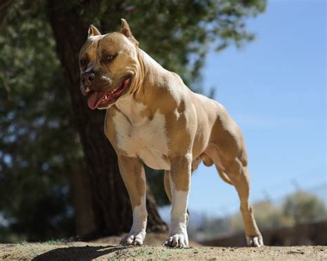 American Pit Bull Terrier Dog Breed Pictures Info Care Guide