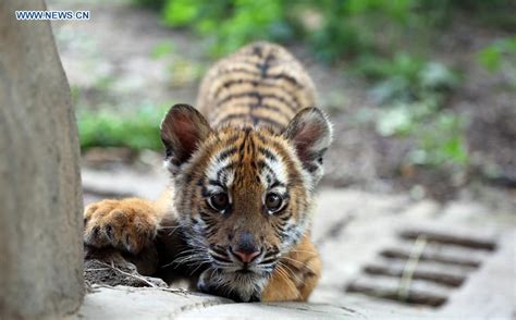6 South China Tiger Cubs Allowed To Meet Public In Chinas Henan 3