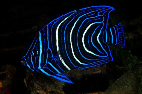 Juvenile Blueface Angelfish Gilimanuk Bali Indonesia Matthew