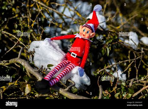 A Naughty Christmas Elf Sitting On A Snowy Tree Branch Enjoying The