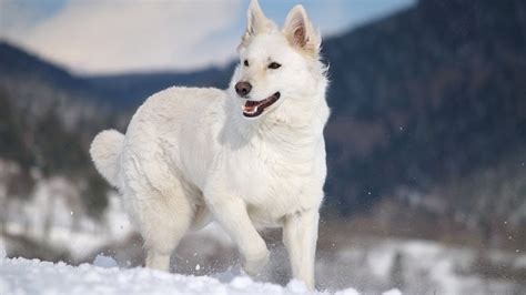 Long Coat White German Shepherd Price Frank And Zoey