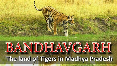 Bandhavgarh Madhya Pradesh India Bandhavgarh National Park The Land