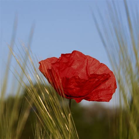 First Poppies Beautiful Symbol Of Remembrance In 2022 Beautiful