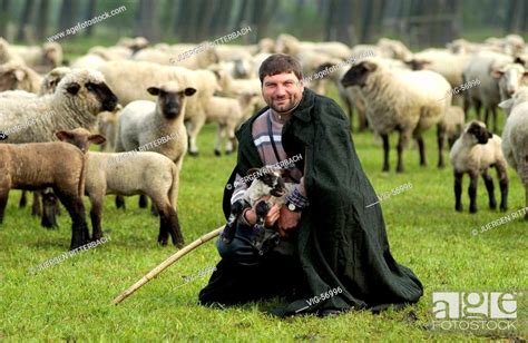 Shepherd With His Flock Of Sheep And A Lamb Germany 27042003