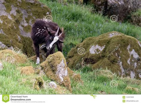 A Wild Goat Climbs Onto A Moss Covered Rock Stock Image Image Of Cute