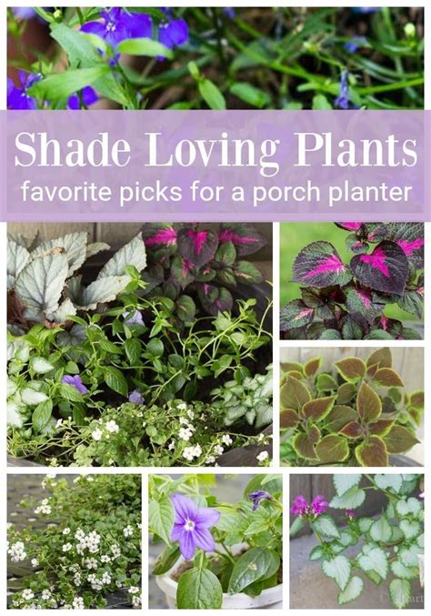 Learn Tips And Ideas For A How To Create A Planter Full Of Shade Loving